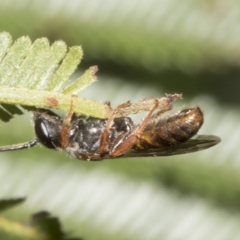 Euryglossa adelaidae at Higgins, ACT - 4 Feb 2023