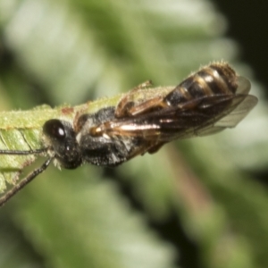 Euryglossa adelaidae at Higgins, ACT - 4 Feb 2023