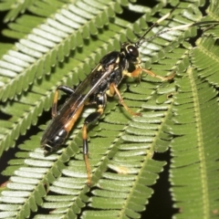 Ichneumonidae (family) (Unidentified ichneumon wasp) at Higgins, ACT - 3 Feb 2023 by AlisonMilton