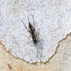 Ichneumonidae (family) (Unidentified ichneumon wasp) at Higgins, ACT - 2 Feb 2023 by AlisonMilton