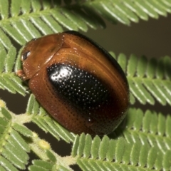 Dicranosterna immaculata (Acacia leaf beetle) at Higgins, ACT - 4 Feb 2023 by AlisonMilton