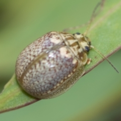 Paropsisterna decolorata (A Eucalyptus leaf beetle) at Higgins, ACT - 3 Feb 2023 by AlisonMilton