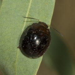 Paropsisterna cloelia (Eucalyptus variegated beetle) at Higgins, ACT - 3 Feb 2023 by AlisonMilton