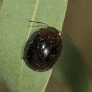 Paropsisterna cloelia at Higgins, ACT - 4 Feb 2023 06:51 AM