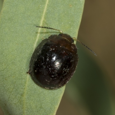 Paropsisterna cloelia (Eucalyptus variegated beetle) at Higgins, ACT - 4 Feb 2023 by AlisonMilton