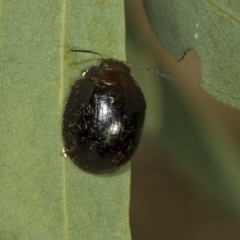 Paropsisterna cloelia at Higgins, ACT - 4 Feb 2023 06:51 AM