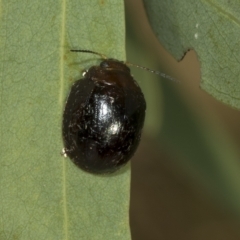 Paropsisterna cloelia at Higgins, ACT - 4 Feb 2023