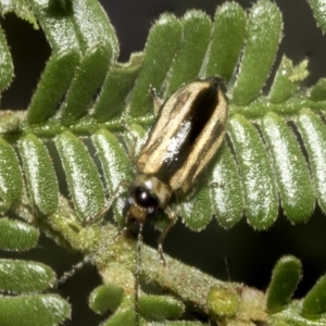 Monolepta froggatti at Higgins, ACT - 4 Feb 2023 07:22 AM