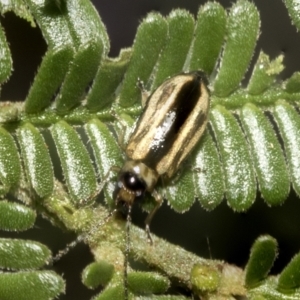 Monolepta froggatti at Higgins, ACT - 4 Feb 2023