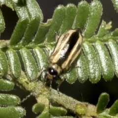 Monolepta froggatti (Leaf beetle) at Higgins, ACT - 3 Feb 2023 by AlisonMilton