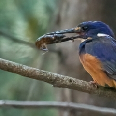 Ceyx azureus (Azure Kingfisher) at Paddys River, ACT - 12 Feb 2023 by MichaelJF