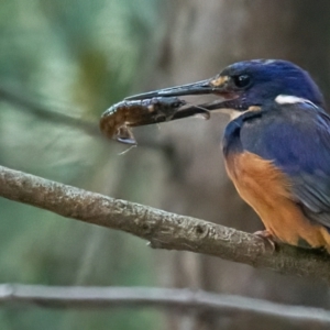 Ceyx azureus at Paddys River, ACT - 12 Feb 2023