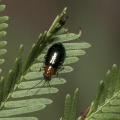 Adoxia benallae (Leaf beetle) at Higgins, ACT - 4 Feb 2023 by AlisonMilton