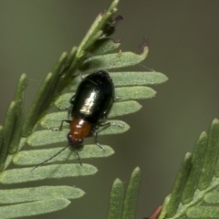 Adoxia benallae at Higgins, ACT - 4 Feb 2023 07:47 AM