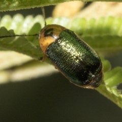 Aporocera (Aporocera) consors (A leaf beetle) at Higgins, ACT - 4 Feb 2023 by AlisonMilton