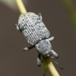 Rhinaria sp. (genus) at Higgins, ACT - 3 Feb 2023