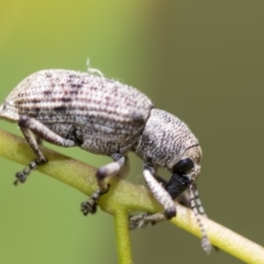 Rhinaria sp. (genus) at Higgins, ACT - 3 Feb 2023