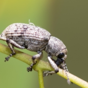 Rhinaria sp. (genus) at Higgins, ACT - 3 Feb 2023