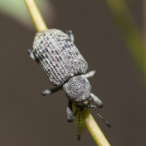 Rhinaria sp. (genus) at Higgins, ACT - 3 Feb 2023 11:42 AM