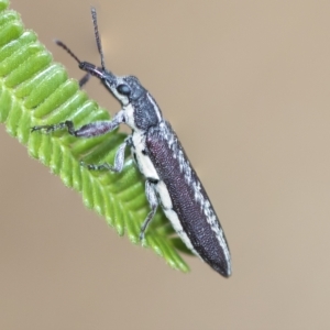 Rhinotia adelaidae at Higgins, ACT - 3 Feb 2023 01:26 PM