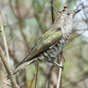 Chrysococcyx lucidus at Stromlo, ACT - 12 Feb 2023