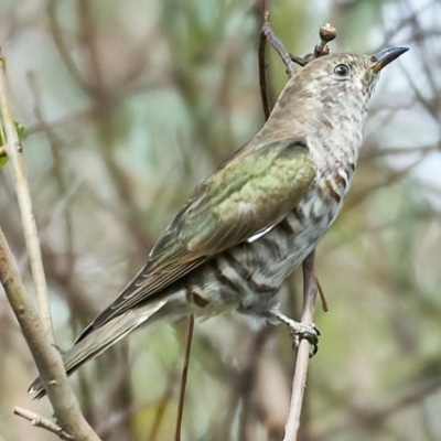 Chrysococcyx lucidus (Shining Bronze-Cuckoo) at Stromlo, ACT - 12 Feb 2023 by MichaelJF