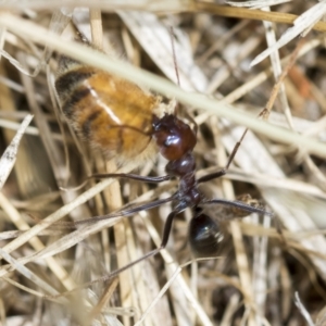 Iridomyrmex purpureus at Higgins, ACT - 3 Feb 2023 12:49 PM