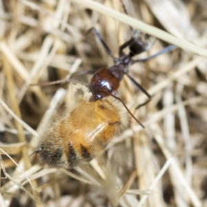 Iridomyrmex purpureus at Higgins, ACT - 3 Feb 2023