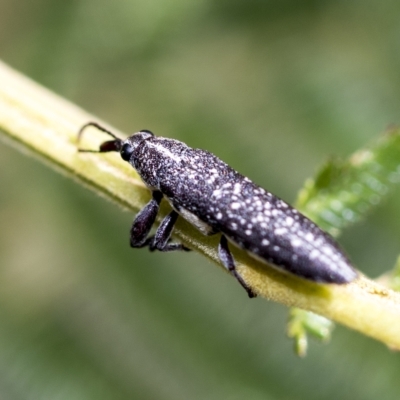 Rhinotia sp. (genus) (Unidentified Rhinotia weevil) at Higgins, ACT - 2 Feb 2023 by AlisonMilton