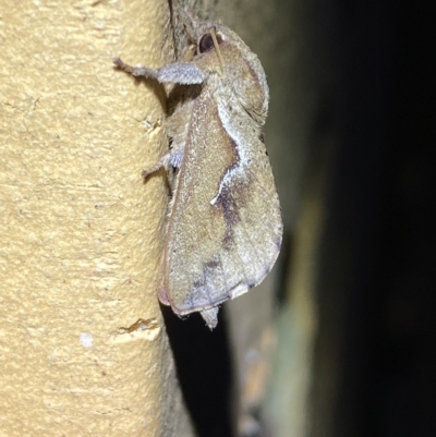 Elhamma australasiae (A Swift or Ghost moth (Hepialidae)) at Jerrabomberra, NSW - 12 Feb 2023 by SteveBorkowskis