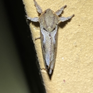 Elhamma australasiae at Jerrabomberra, NSW - suppressed