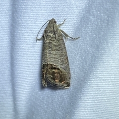 Cydia pomonella (Codling Moth) at Jerrabomberra, NSW - 12 Feb 2023 by Steve_Bok