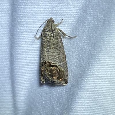 Cydia pomonella (Codling Moth) at Jerrabomberra, NSW - 12 Feb 2023 by Steve_Bok