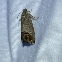 Cydia pomonella at Jerrabomberra, NSW - 12 Feb 2023