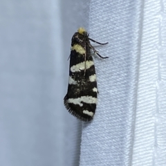 Lepidoscia confluens (A Case moth) at Jerrabomberra, NSW - 12 Feb 2023 by SteveBorkowskis