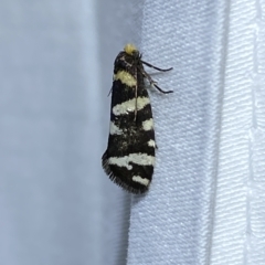 Lepidoscia confluens (A Case moth) at QPRC LGA - 12 Feb 2023 by Steve_Bok