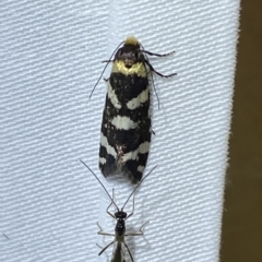 Lepidoscia confluens at Jerrabomberra, NSW - 12 Feb 2023