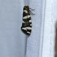 Lepidoscia confluens at Jerrabomberra, NSW - suppressed