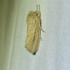 Bathytricha truncata (Sugarcane Stem Borer, Maned Moth) at QPRC LGA - 12 Feb 2023 by SteveBorkowskis
