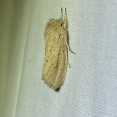 Bathytricha truncata (Sugarcane Stem Borer, Maned Moth) at Jerrabomberra, NSW - 12 Feb 2023 by SteveBorkowskis