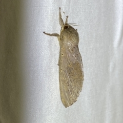 Oxycanus (genus) (Unidentified Oxycanus moths) at Jerrabomberra, NSW - 12 Feb 2023 by SteveBorkowskis