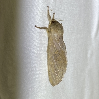 Oxycanus (genus) (Unidentified Oxycanus moths) at Jerrabomberra, NSW - 12 Feb 2023 by SteveBorkowskis