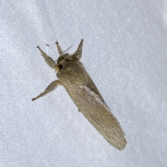 Oxycanus (genus) at Jerrabomberra, NSW - 12 Feb 2023