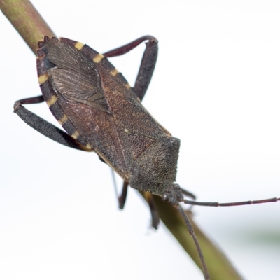 Amorbus sp. (genus) (Eucalyptus Tip bug) at Higgins, ACT - 3 Feb 2023 by AlisonMilton