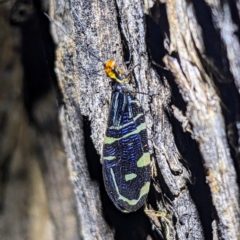 Porismus strigatus (Pied Lacewing) at Lions Youth Haven - Westwood Farm A.C.T. - 12 Feb 2023 by HelenCross