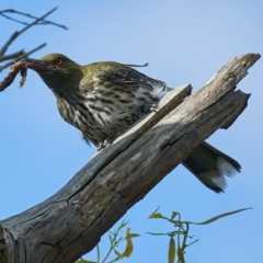 Oriolus sagittatus (Olive-backed Oriole) at Cotter Reserve - 12 Feb 2023 by MichaelJF