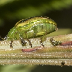 Calomela juncta (Leaf beetle) at Higgins, ACT - 3 Feb 2023 by AlisonMilton