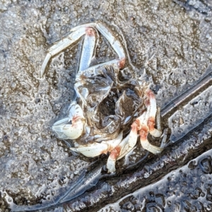 Mictyris longicarpus at Tuross Head, NSW - 12 Feb 2023