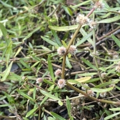 Alternanthera denticulata (Lesser Joyweed) at Hackett, ACT - 12 Feb 2023 by JaneR