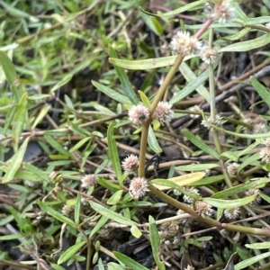 Alternanthera denticulata at Hackett, ACT - 12 Feb 2023 06:35 PM